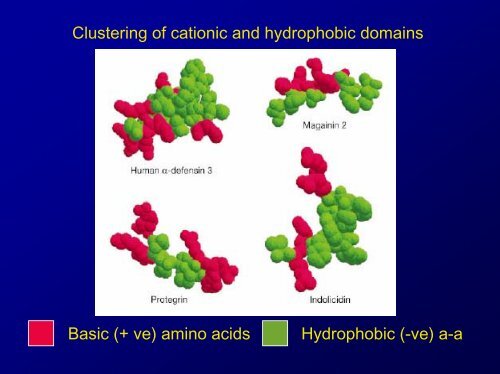 Lecture Antimicrobial peptides .pdf