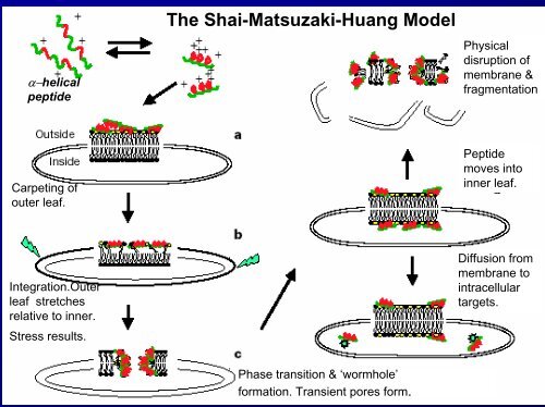 Lecture Antimicrobial peptides .pdf