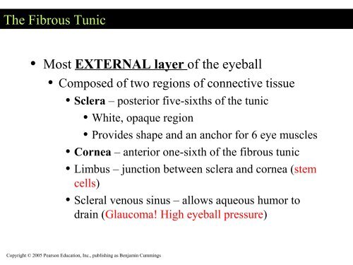 Visual apparatus Visual pathway Cortical visual fields