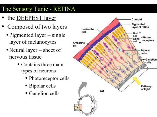 Visual apparatus Visual pathway Cortical visual fields