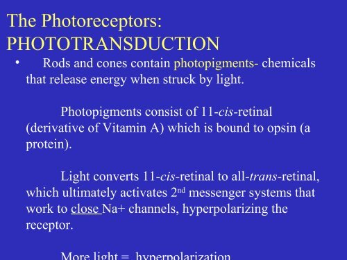 Visual apparatus Visual pathway Cortical visual fields