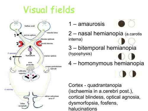 Visual apparatus Visual pathway Cortical visual fields
