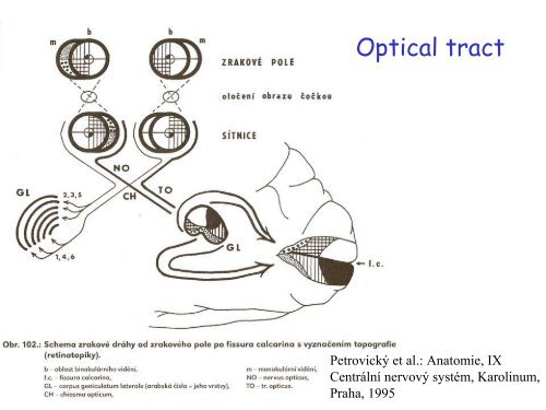 Visual apparatus Visual pathway Cortical visual fields