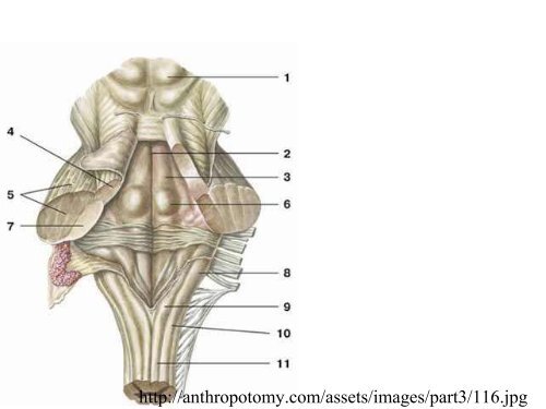 Visual apparatus Visual pathway Cortical visual fields