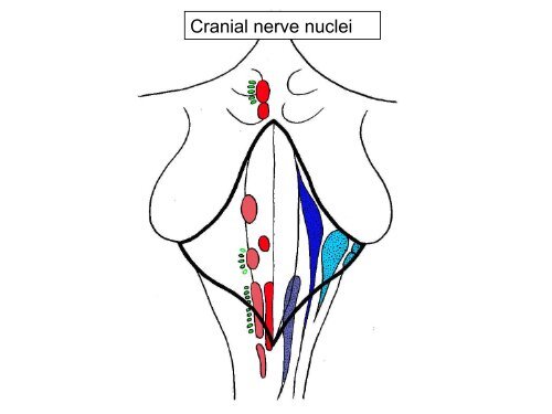 Visual apparatus Visual pathway Cortical visual fields