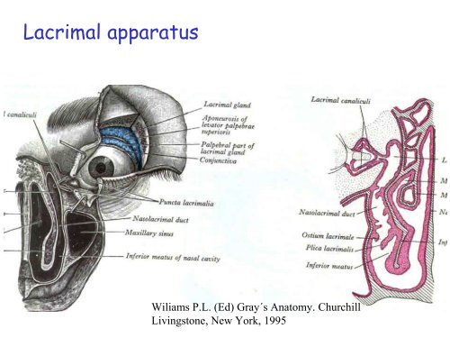 Visual apparatus Visual pathway Cortical visual fields