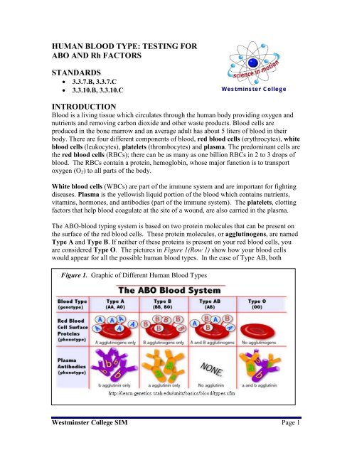 Human Blood Type Westminster College