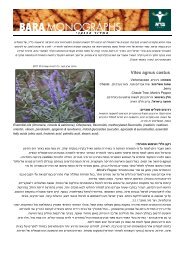 שיח אברהם מצוי – Vitex angus castus - ברא צמחים