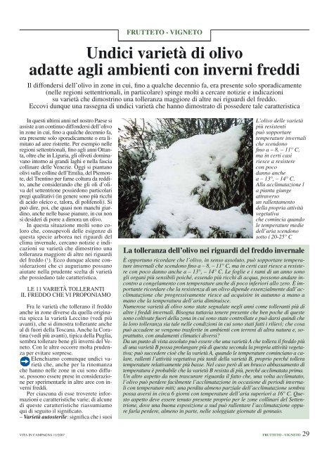 Undici varietÃ  di olivo adatte agli ambienti con inverni freddi