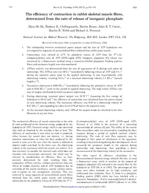 The efficiency of contraction in rabbit skeletal muscle fibres ...