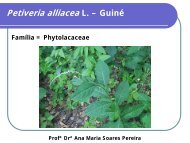 Petiveria alliacea L. â GuinÃ© - Cerrado in vitro