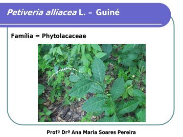 Petiveria alliacea L. â GuinÃ© - Cerrado in vitro