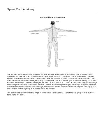 Spinal Cord Anatomy - Cobb Learning