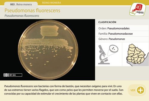 Pseudomonas fluorescens - Manosanta