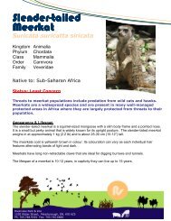 Slender-tailed Meerkat - Peterborough Utilities