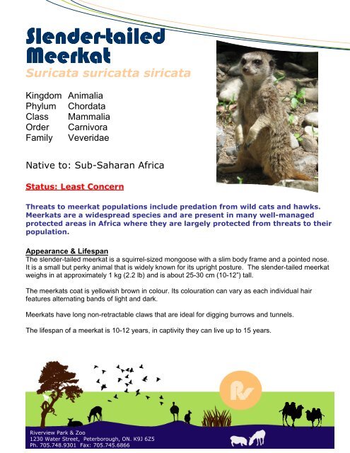 Slender-tailed Meerkat - Peterborough Utilities