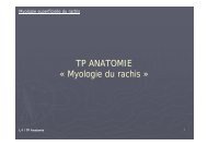 TP ANATOMIE « Myologie du rachis »