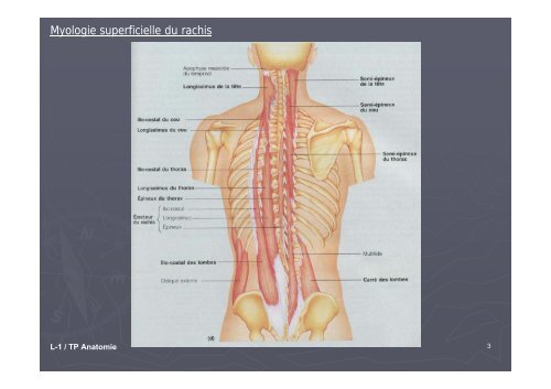 TP ANATOMIE « Myologie du rachis »