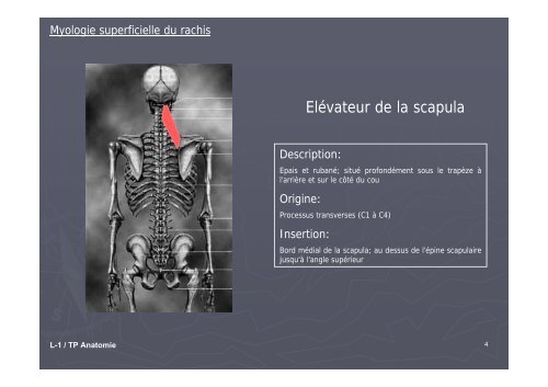 TP ANATOMIE « Myologie du rachis »