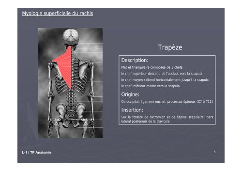 TP ANATOMIE « Myologie du rachis »