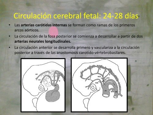 Circulación cerebral fetal: 24-28 días