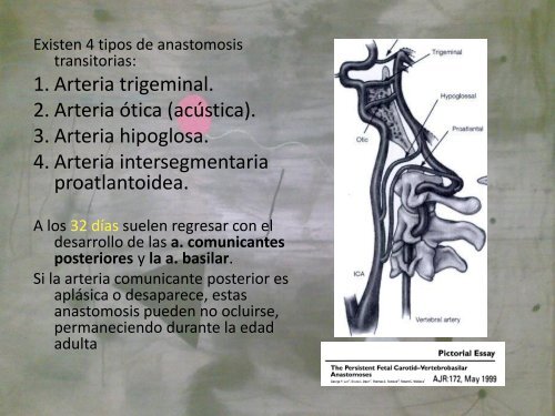 Circulación cerebral fetal: 24-28 días