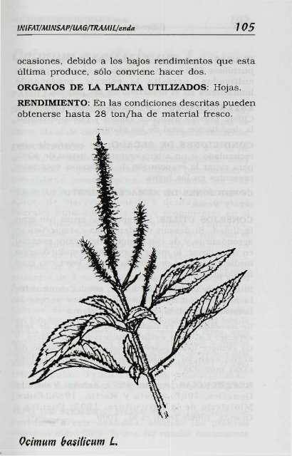 Melissa officinalis L. - Manioc