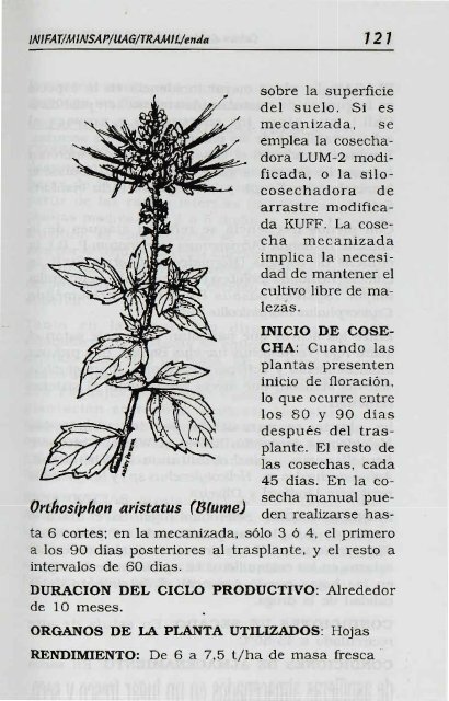 Melissa officinalis L. - Manioc