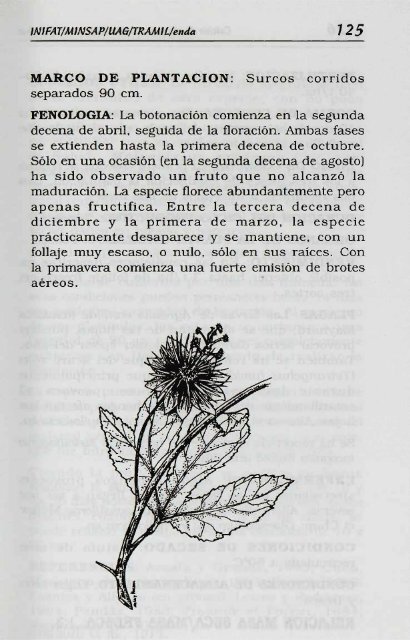 Melissa officinalis L. - Manioc