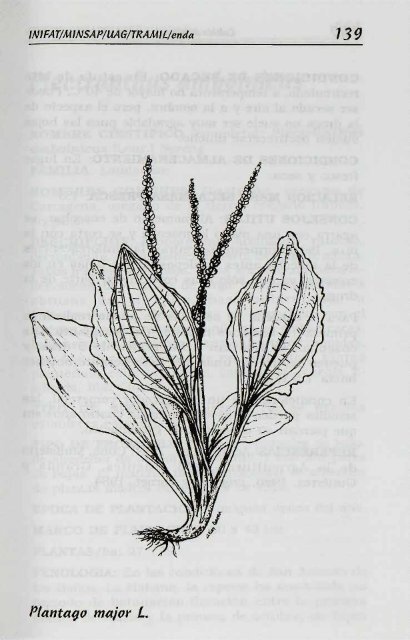 Melissa officinalis L. - Manioc