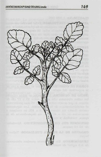 Melissa officinalis L. - Manioc