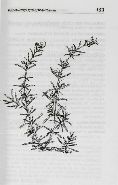 Melissa officinalis L. - Manioc