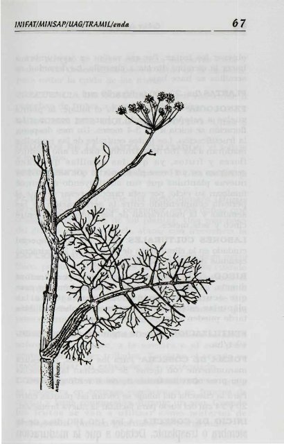 Melissa officinalis L. - Manioc