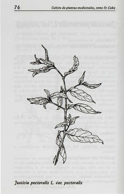 Melissa officinalis L. - Manioc