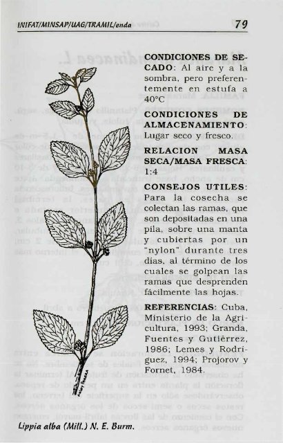 Melissa officinalis L. - Manioc