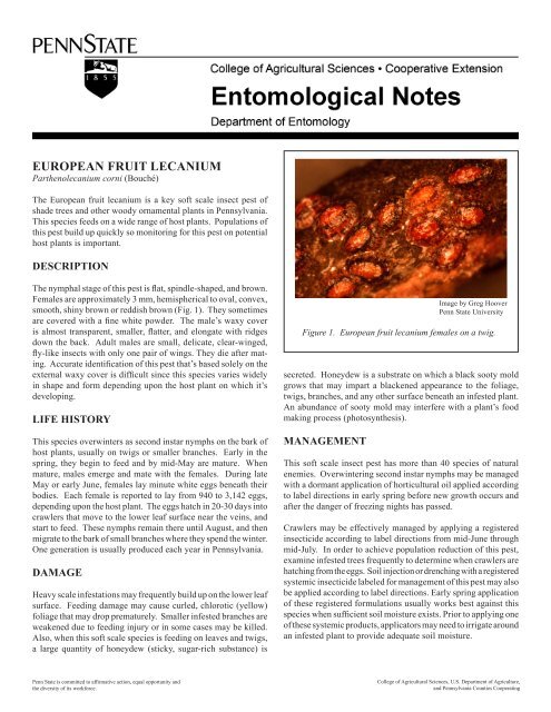 PDF version of European Fruit Lecanium Scale Fact Sheet