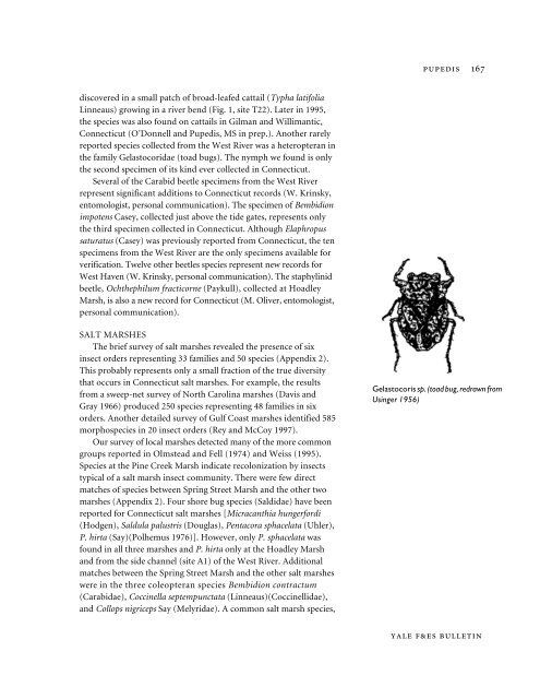 Aquatic Insects of the West River and Salt Marshes ... - Yale University