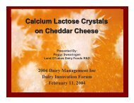 Calcium Lactose Crystals on Cheddar Cheese - InnovateWithDairy.com