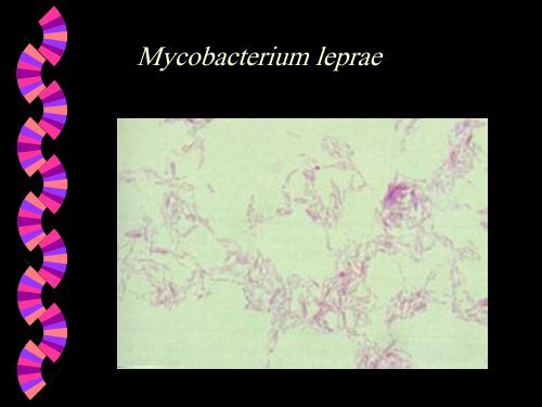 Observing Microorganisms through a Microscope