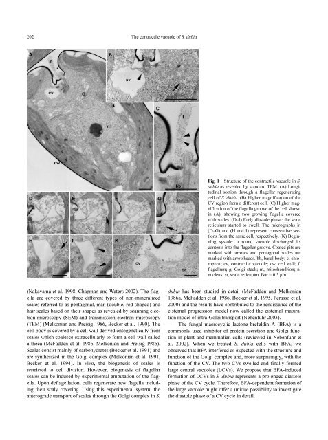 Inhibition of Contractile Vacuole Function by ... - Universität zu Köln