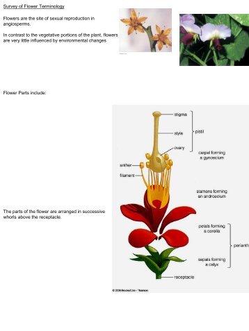 Descriptive Terminology-flowers-outline, T, Jan 22