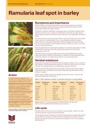 Ramularia leaf spot in barley - HGCA