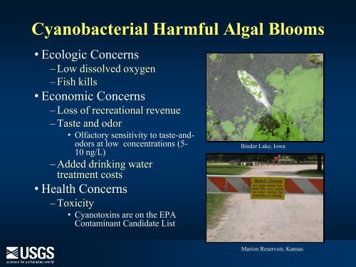 Cyanobacterial blooms