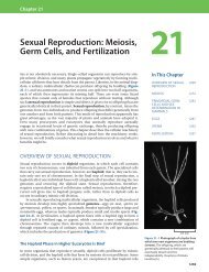 Sexual Reproduction: Meiosis, Germ Cells, and ... - U-Cursos