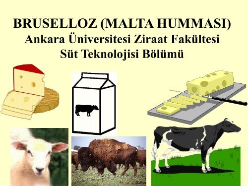 bruselloz - Ziraat FakÃ¼ltesi - Ankara Ãniversitesi