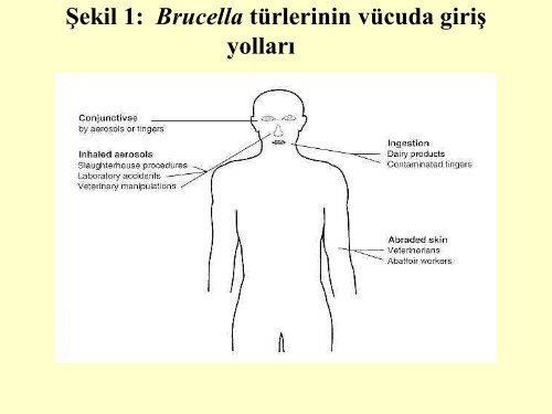 bruselloz - Ziraat FakÃ¼ltesi - Ankara Ãniversitesi