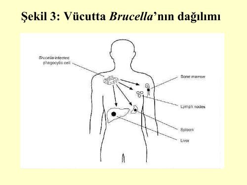 bruselloz - Ziraat FakÃ¼ltesi - Ankara Ãniversitesi