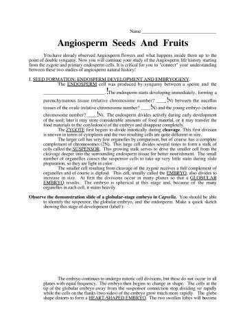 Angiosperm Seeds And Fruits