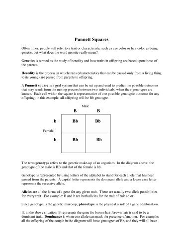 Punnett Squares
