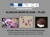 KLINICKÃ MORFOLOGIE - PLAZI